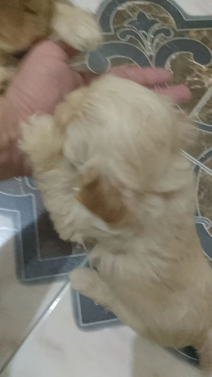 Cachorro pulldle - Foto 4