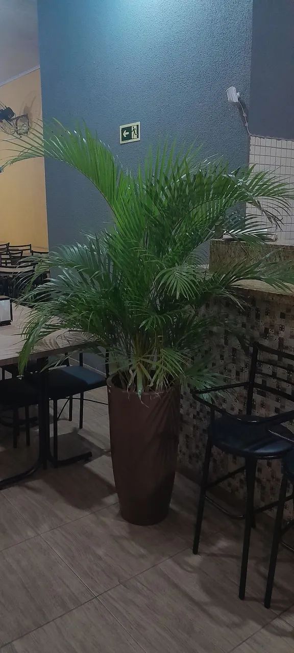 Arenca bambu