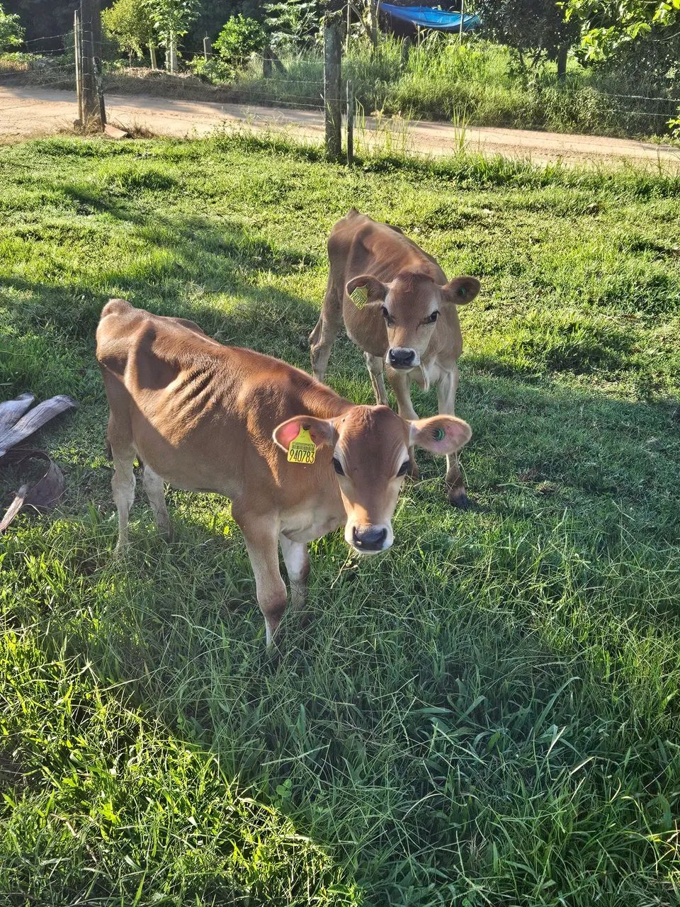 Doa-se 2 macho jersey - Foto 2