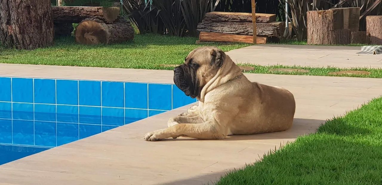 Cachorro Cane corso  - Foto 2