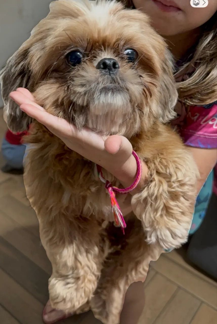 Shitzu micro 10 meses Fêmea grávida   / leia Vendo .  - Foto 2