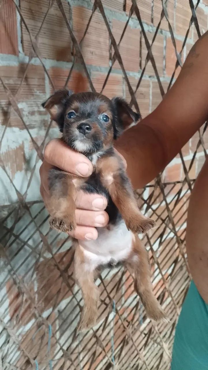 Doação  - Foto 3