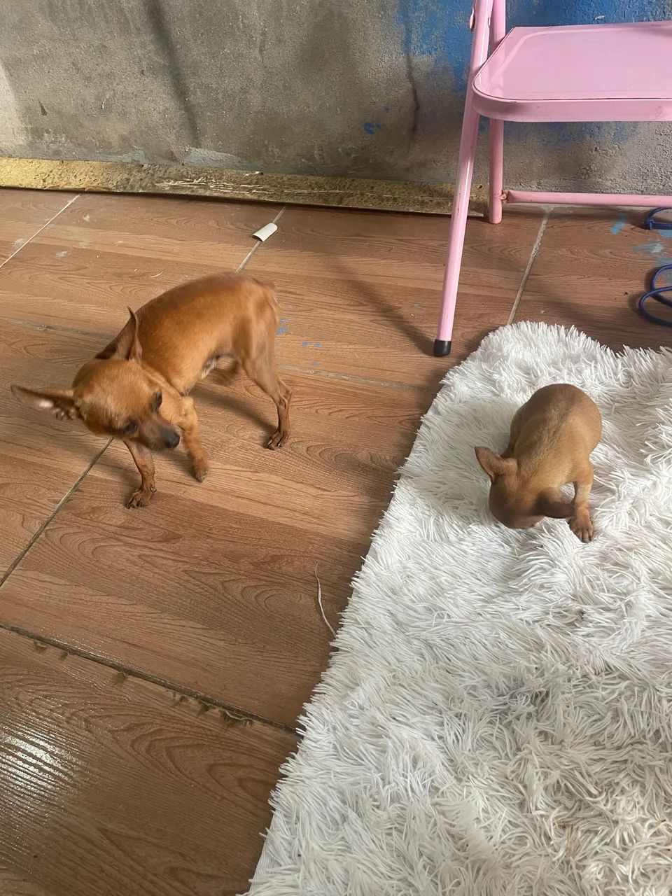 Namorada pro kiko - Foto 5