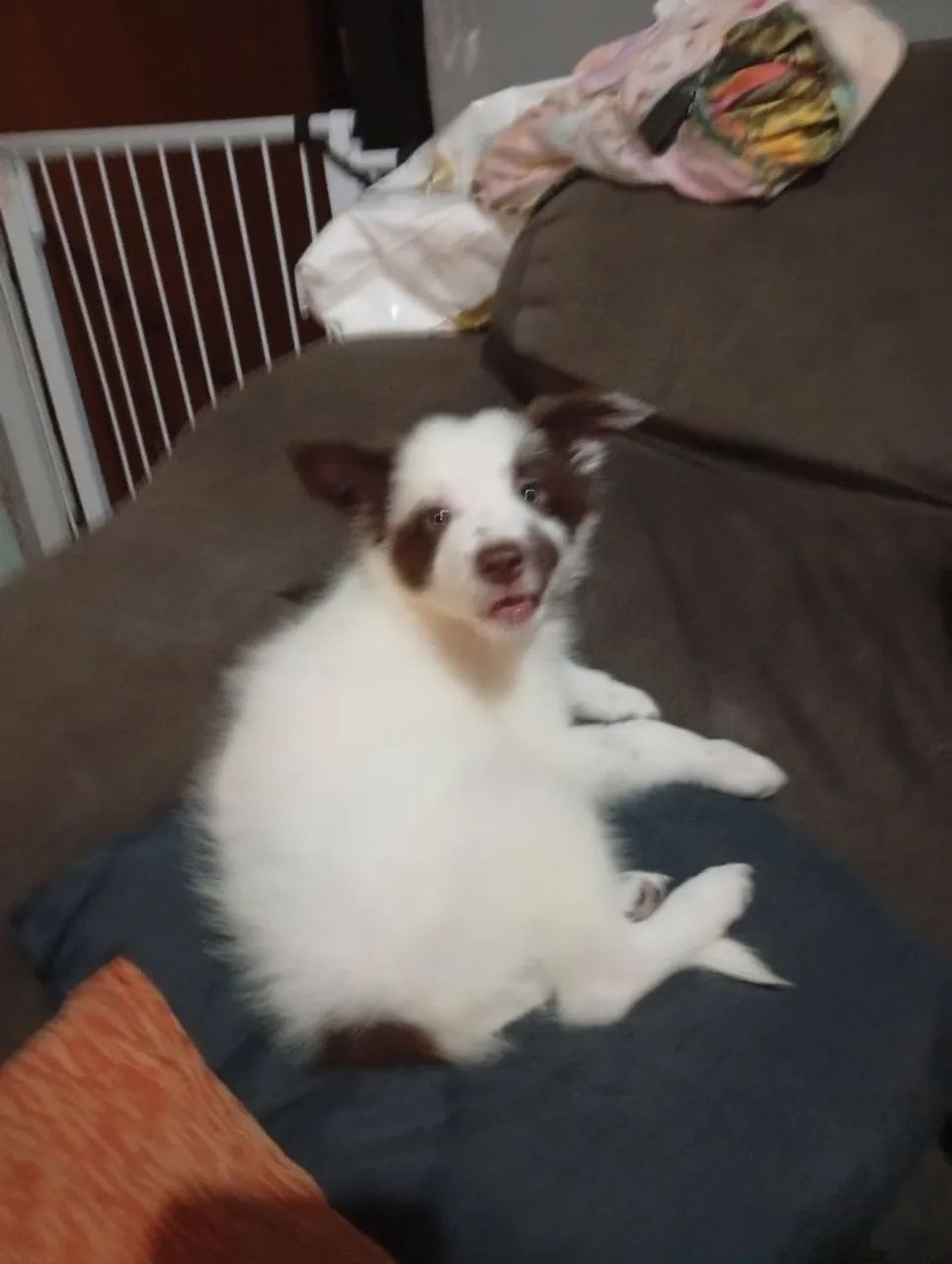 Filhote de Boder colie 