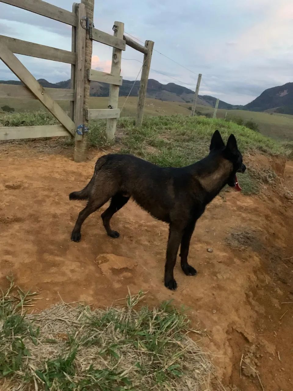 Malinoar encarvoado  - Foto 2