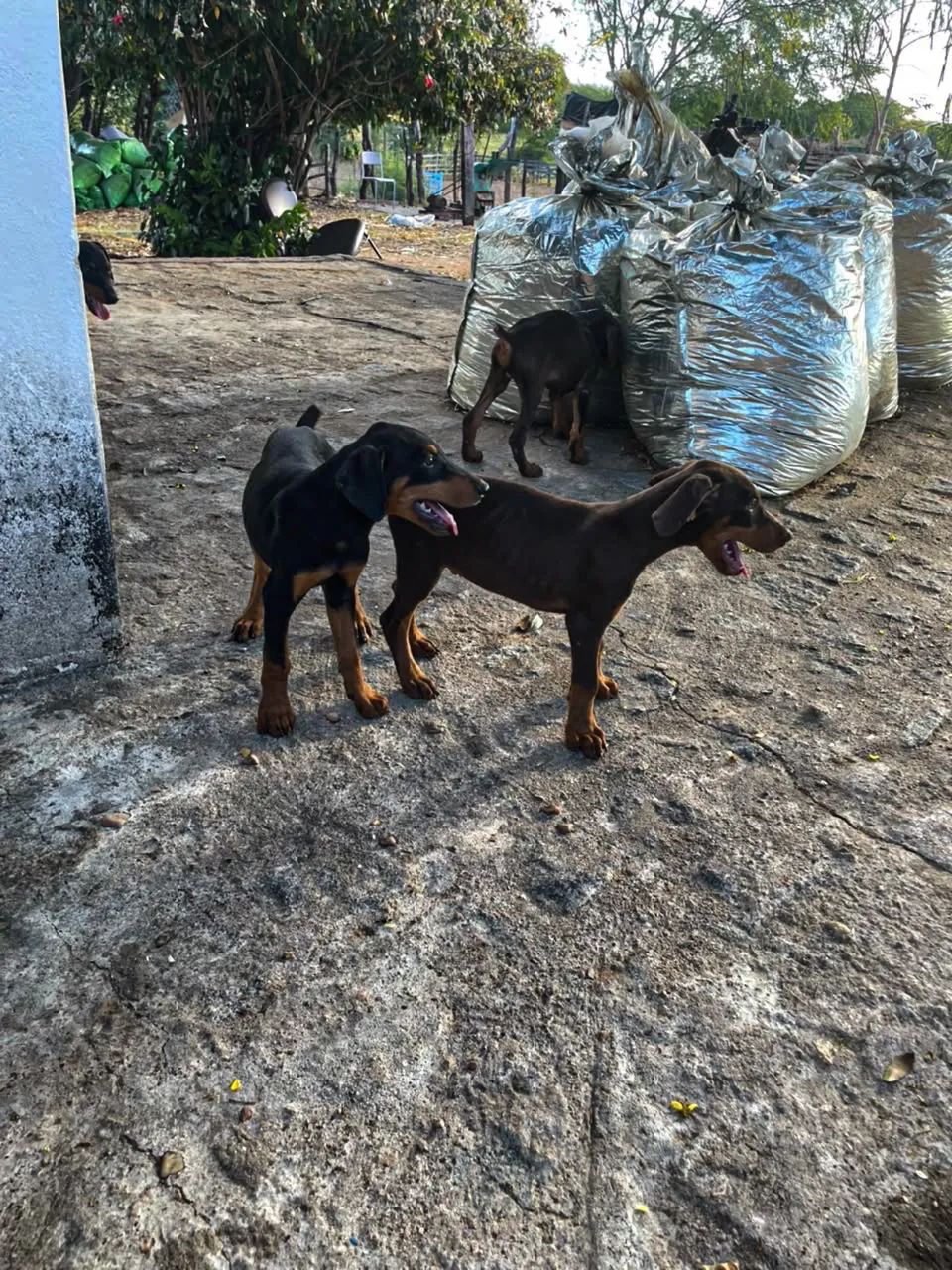 Filhotes de doberman com pedigree  