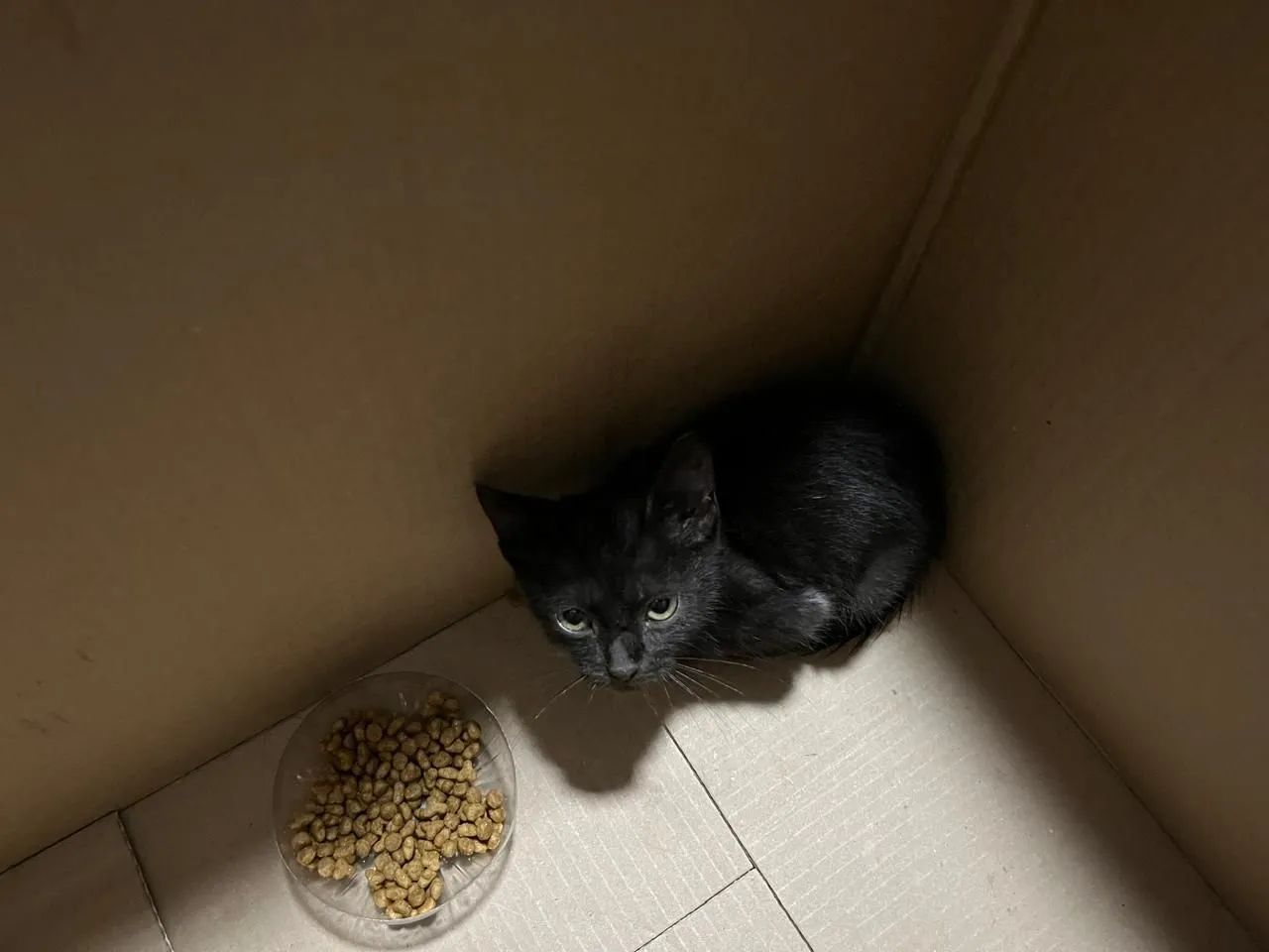 Gatinha preta para adotar