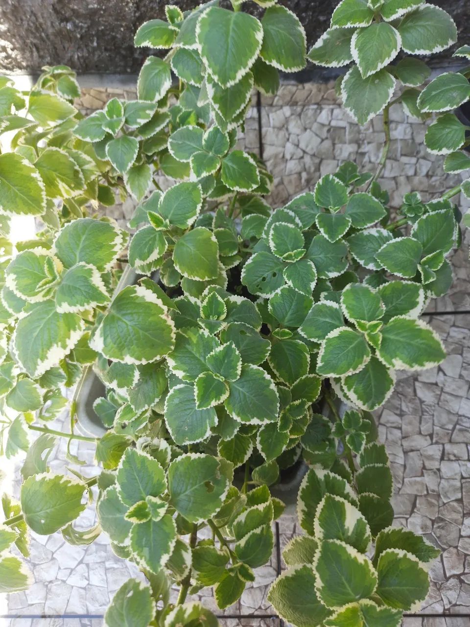 Vaso de Plantas - Foto 2