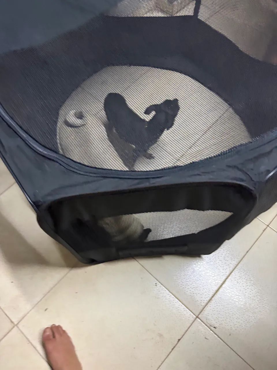 Cercadinho de pet