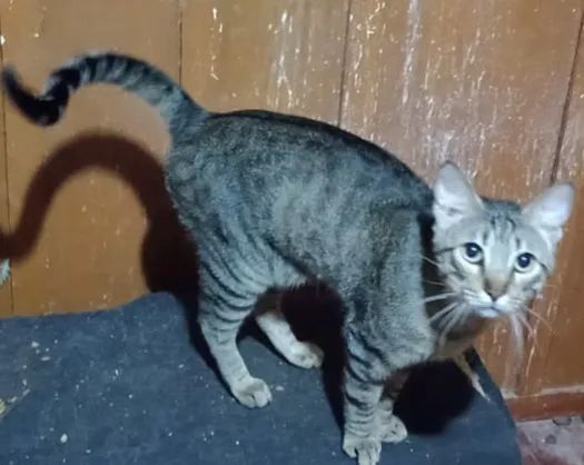 Doação de dois gatos machos