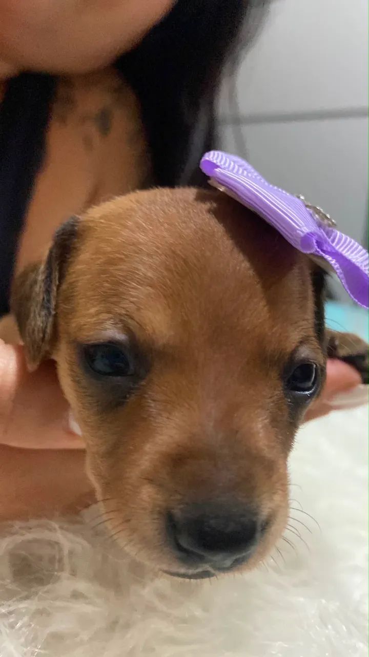 Salsicha  - Foto 3