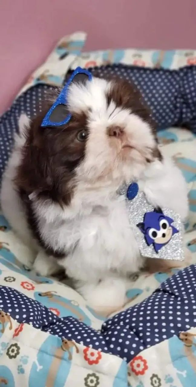 Shih Tzu VALOR PROMOCIONAL 