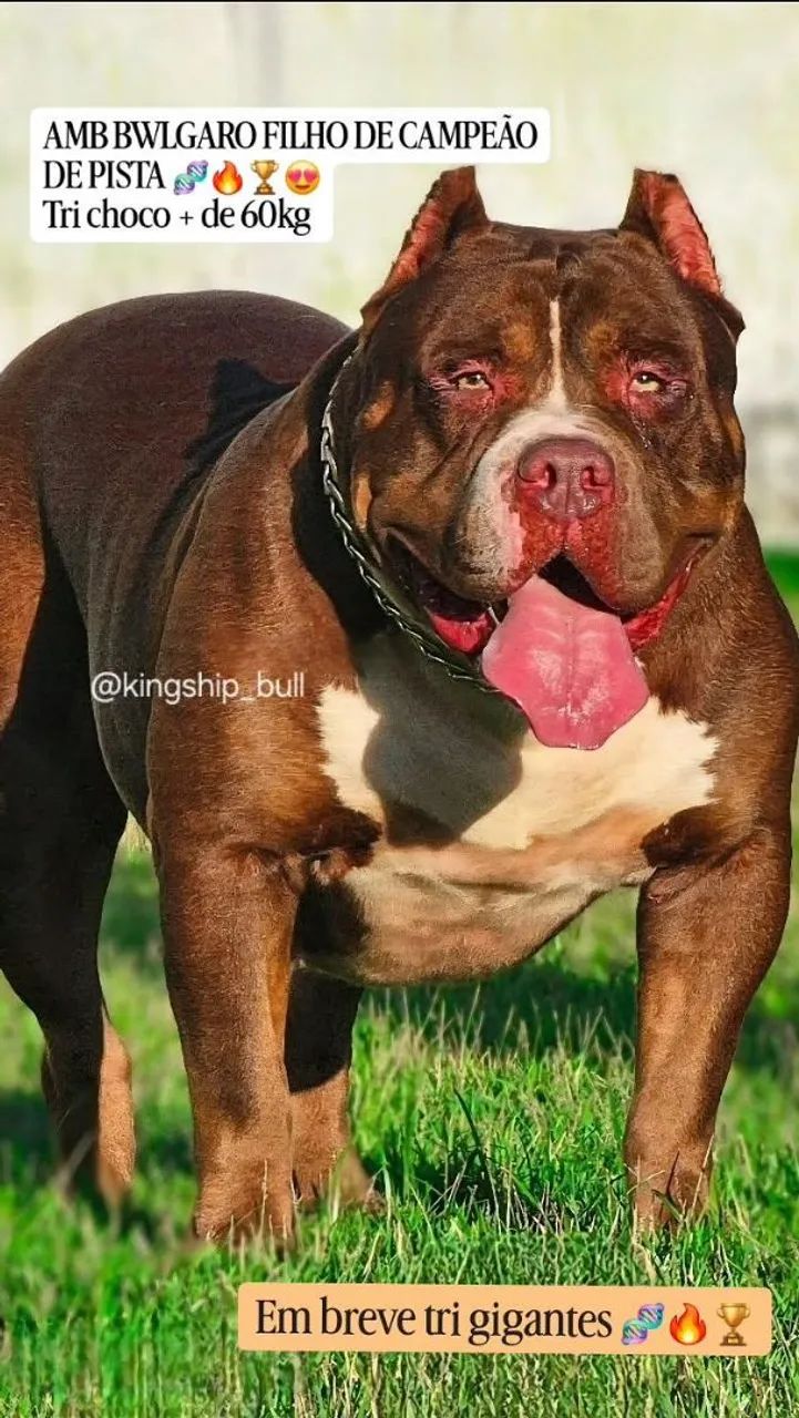 Pit the Massive Dog お値下げ不可 Pit Monster alto padrão tricolor Pedigree IBC netos de campeões de