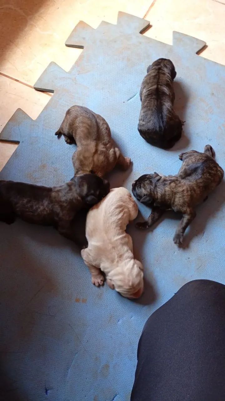 Cane corso italiano...