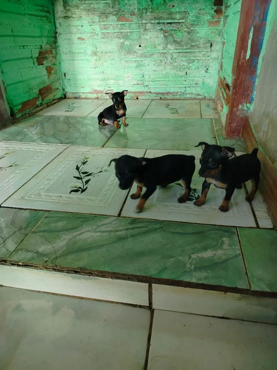 Pinscher 1 puro de pai e mãe  - Foto 3