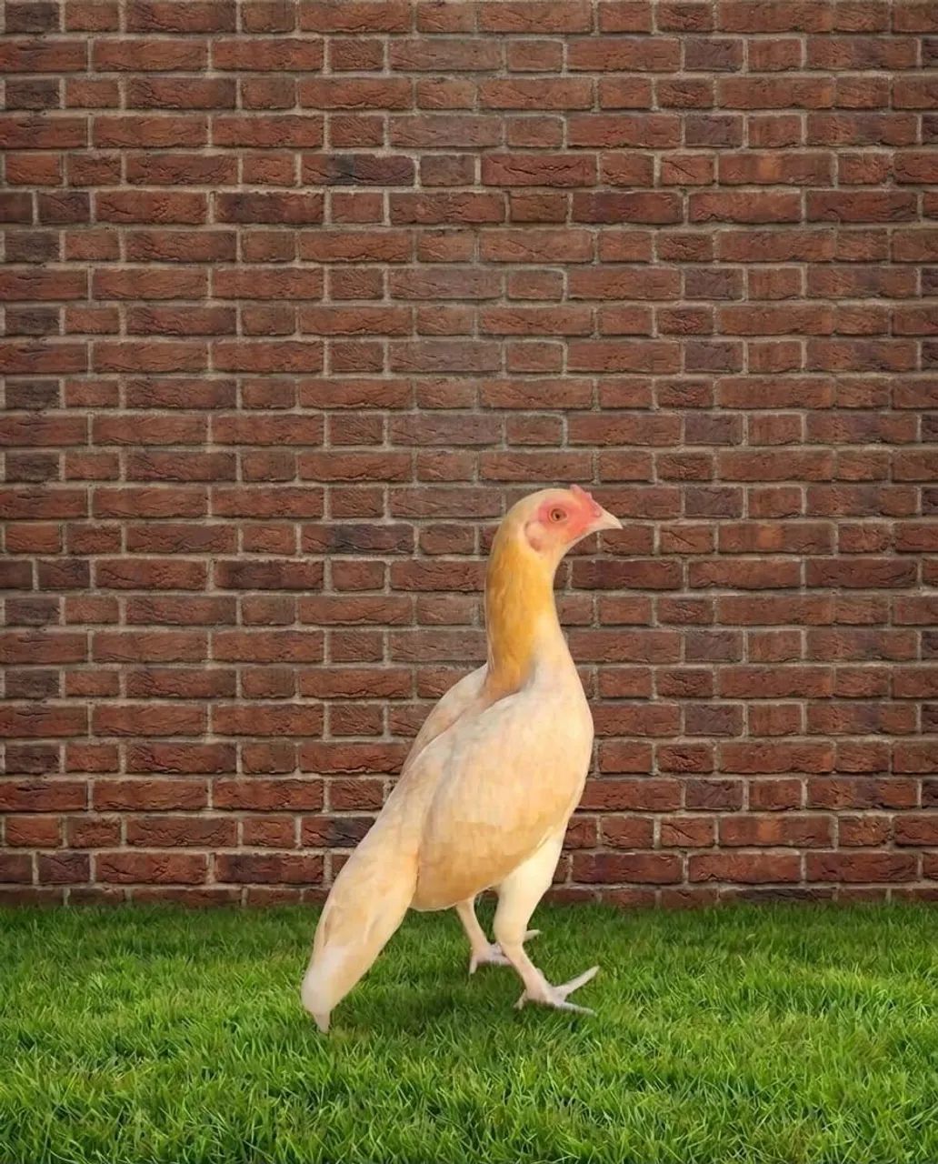 Franga mini índio 