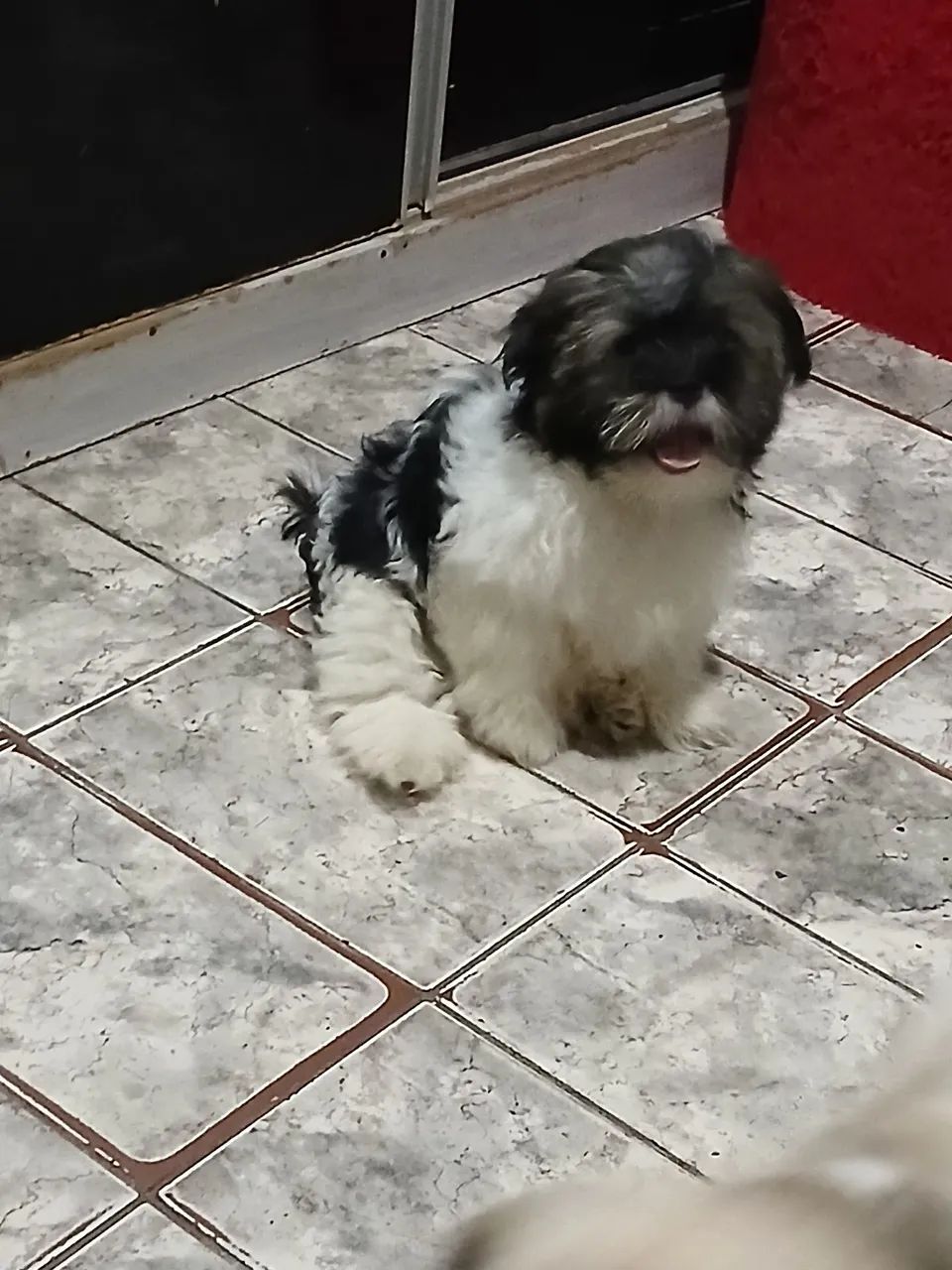 Cachorro shih-tzu  - Foto 2