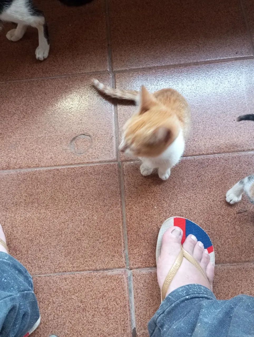 Doação de gatos - Foto 5