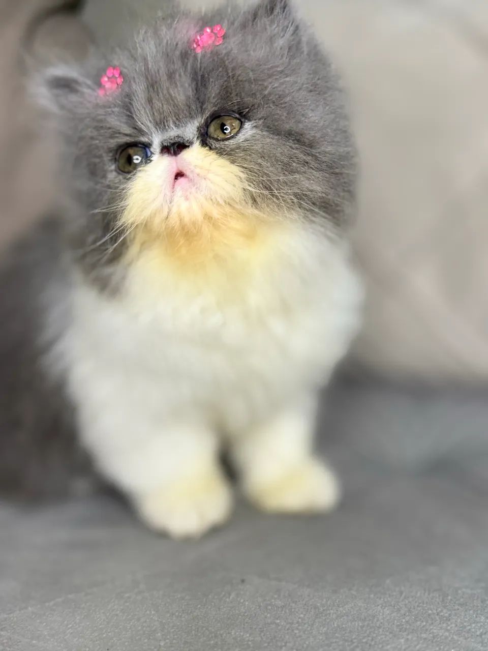 Gata persa - Foto 4