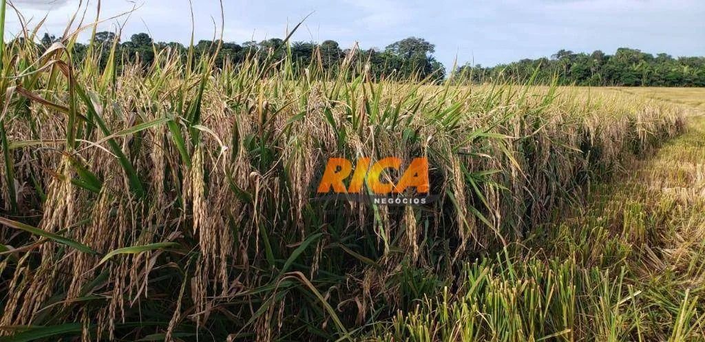 Vende-se Fazenda com 710 Hectares em Humaitá-AM! - Foto 2