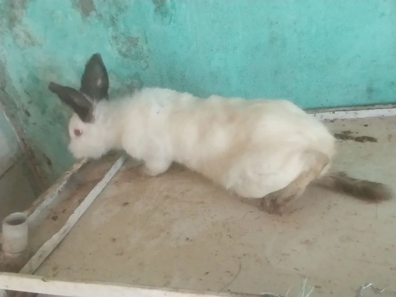Coelhas - Foto 4