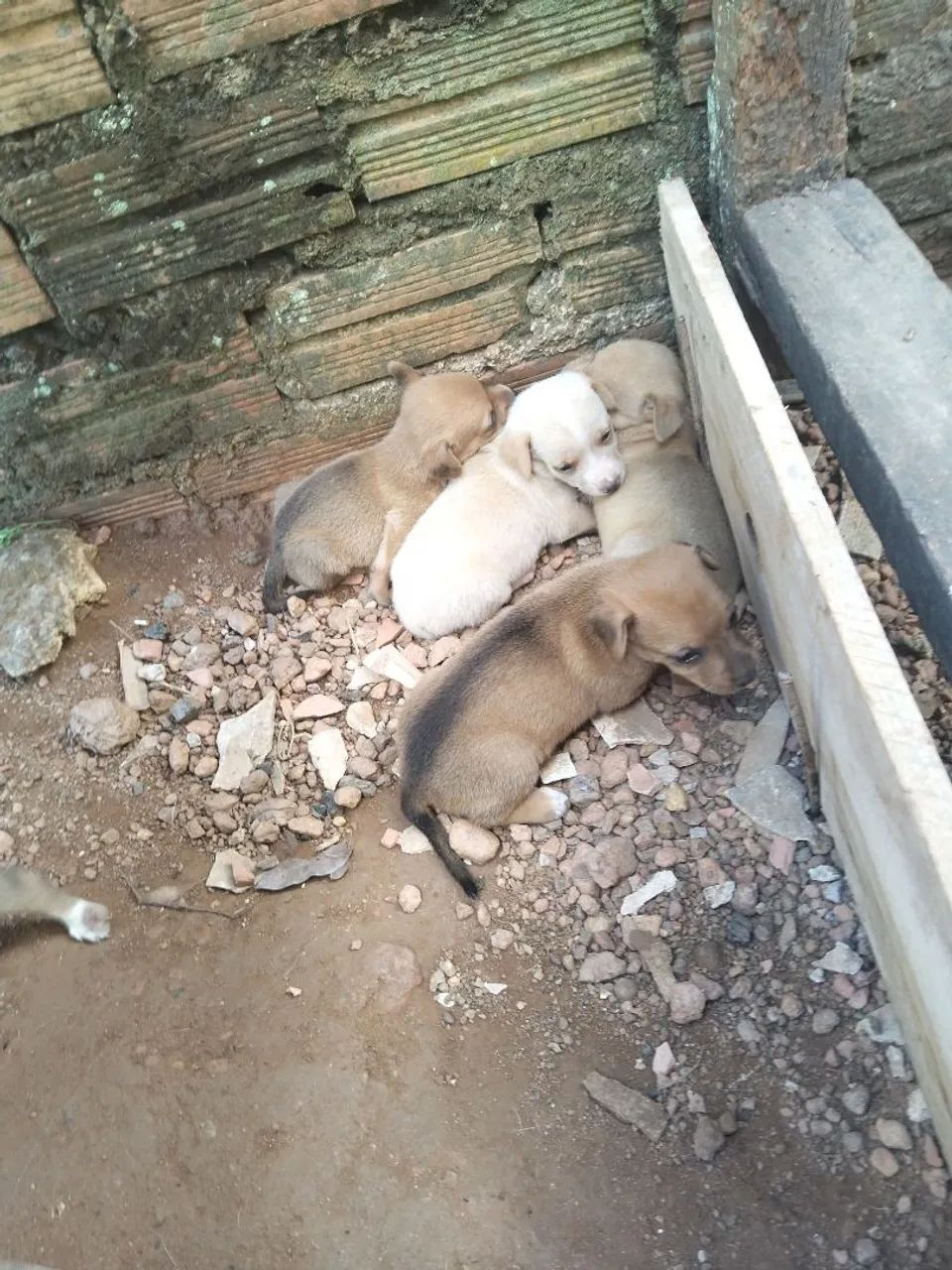 Cachorro  - Foto 4