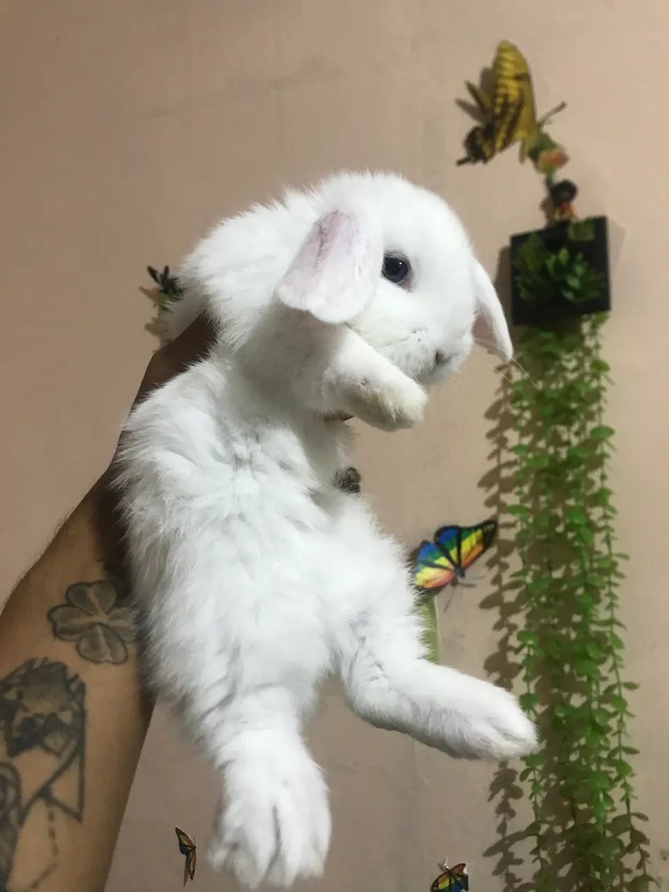 Coelho Mini lop uruguaio super dócil  - Foto 2