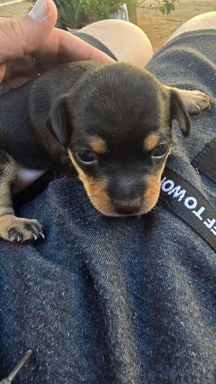 Pinscher Macho 01 - Foto 2