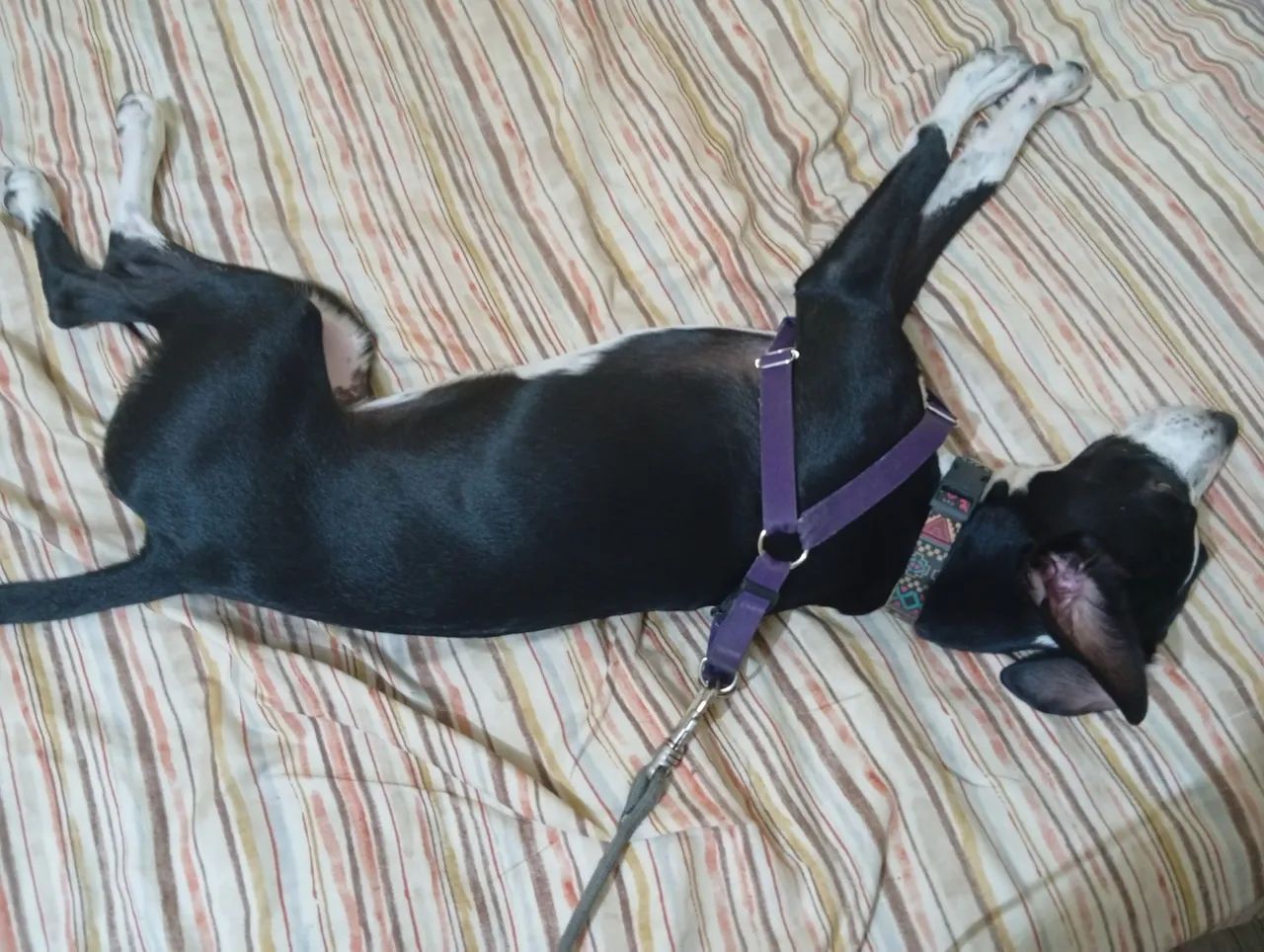 Cadela para adoção DÓCIL!!