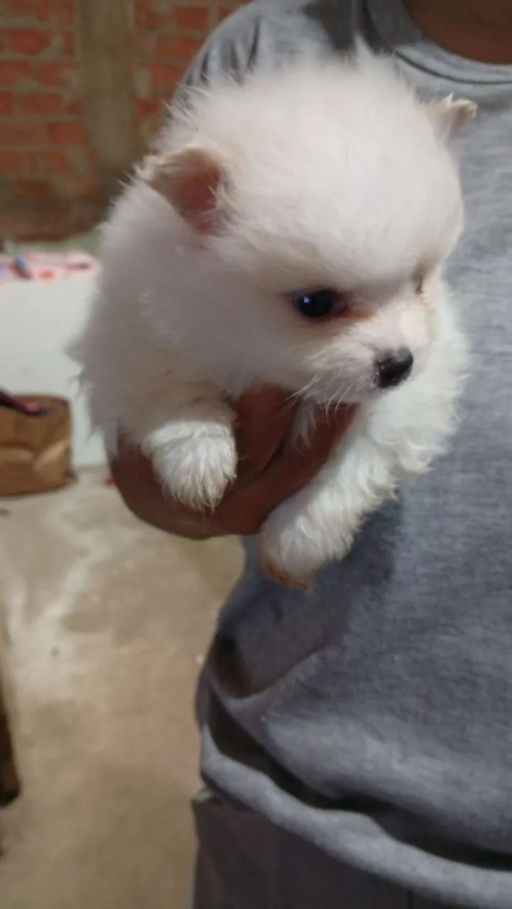 Spitz Alemão  - Foto 2