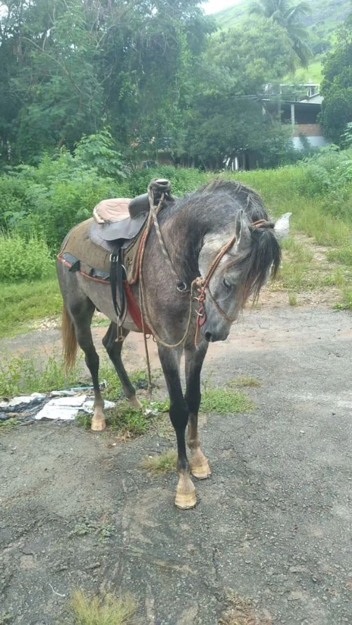 Manga larga marcha batida tordilho 4 anos e meio - Foto 2