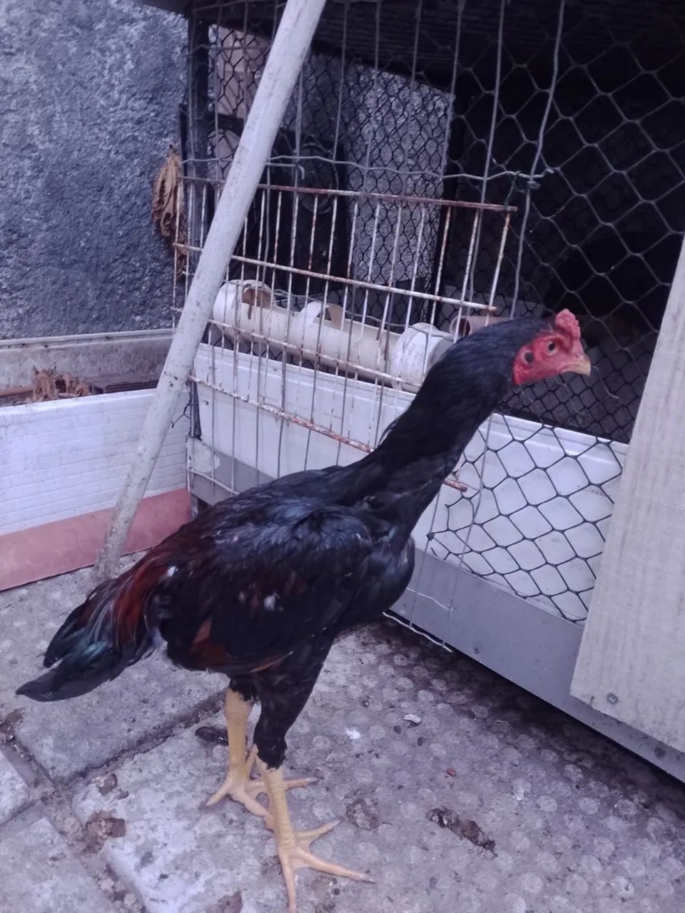 Frango de raça