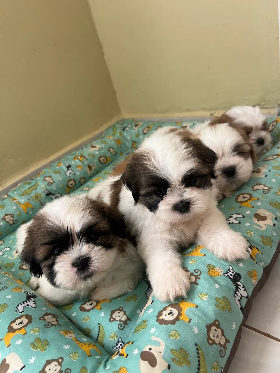 Shih tzu - Cachorros - Brejo dos Santos 1477900467 | OLX