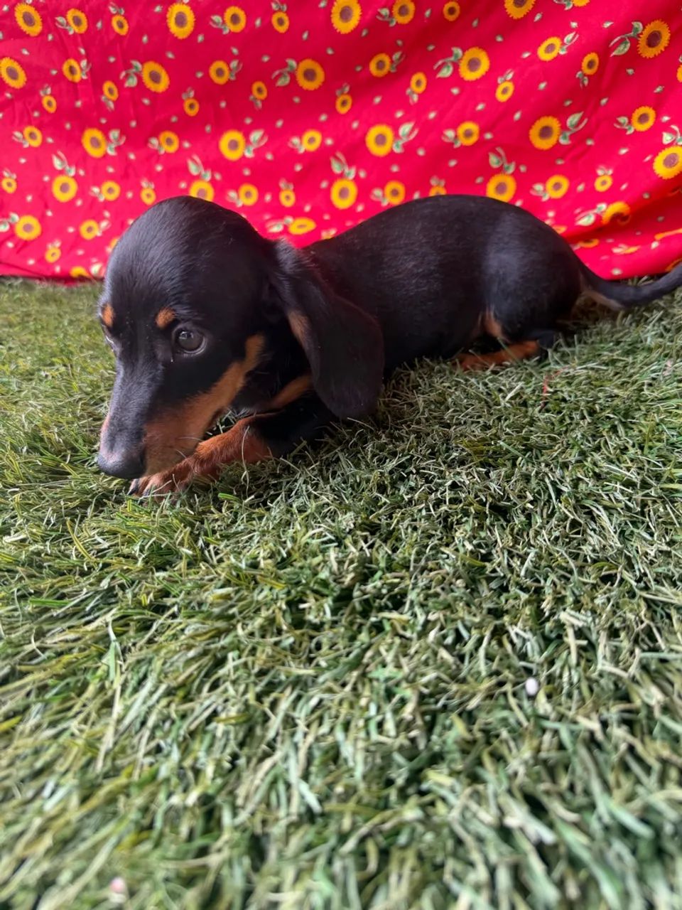 Dachshund / teckel / ?salsicha? - Foto 4