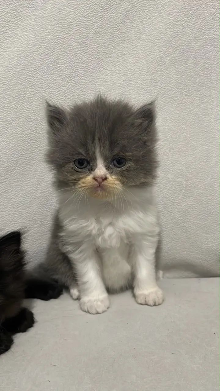 Gato persa - Foto 2