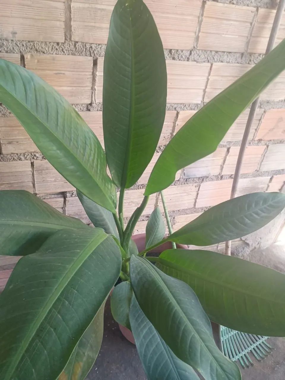 PLANTA DISPONÍVEL ? - Foto 4