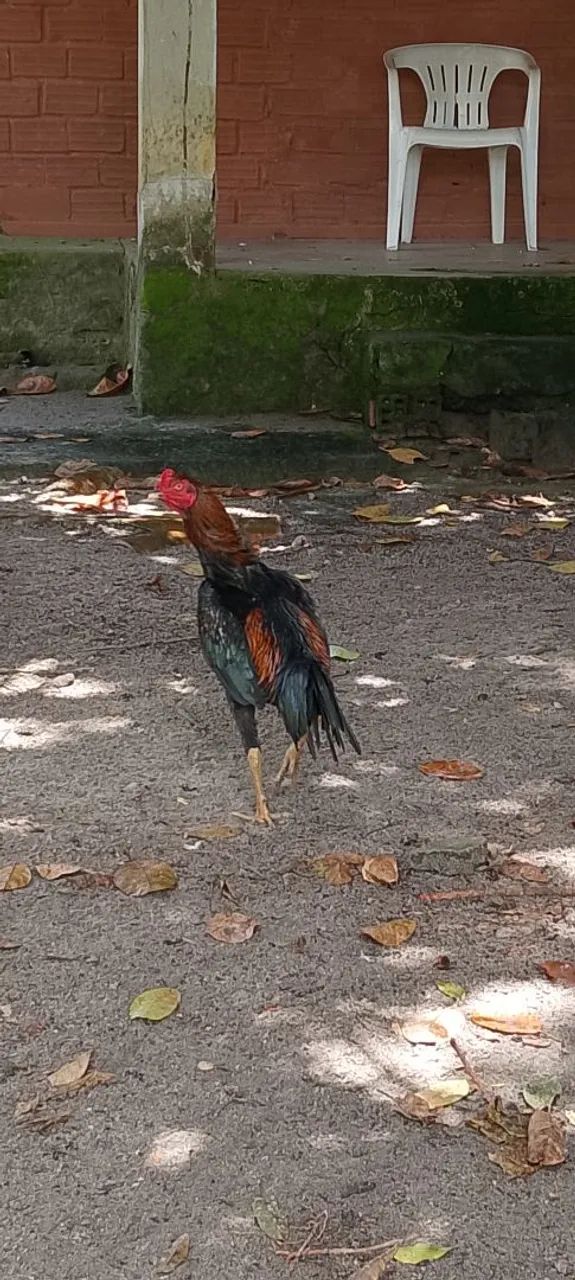 Frango preto  - Foto 3