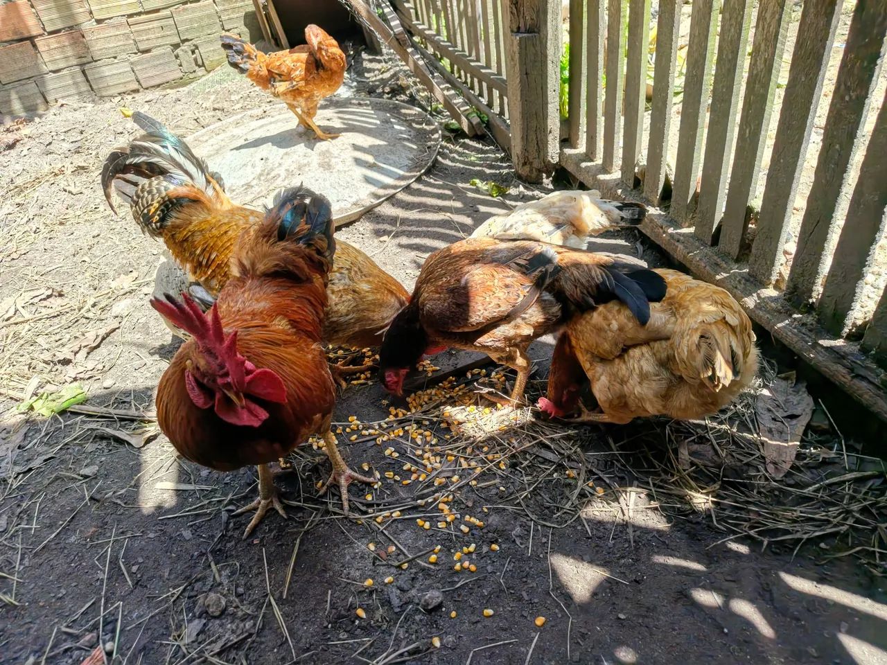 Galinhas e pintinhos  - Foto 4