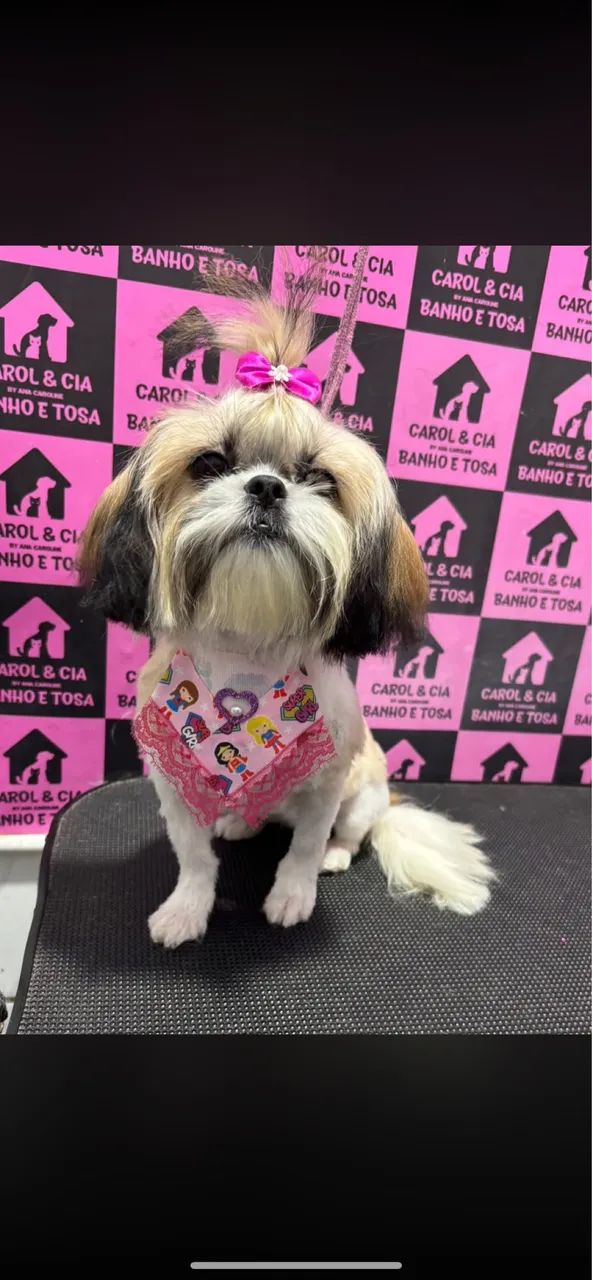 Shih Tzu?