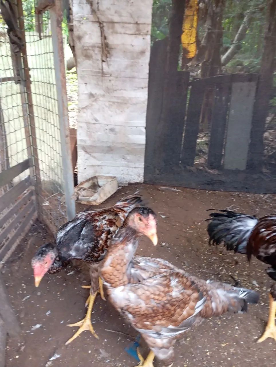vendo frangos e pintos da raça índio gigante ótimo genética frango 200 pintos 50 - Foto 3