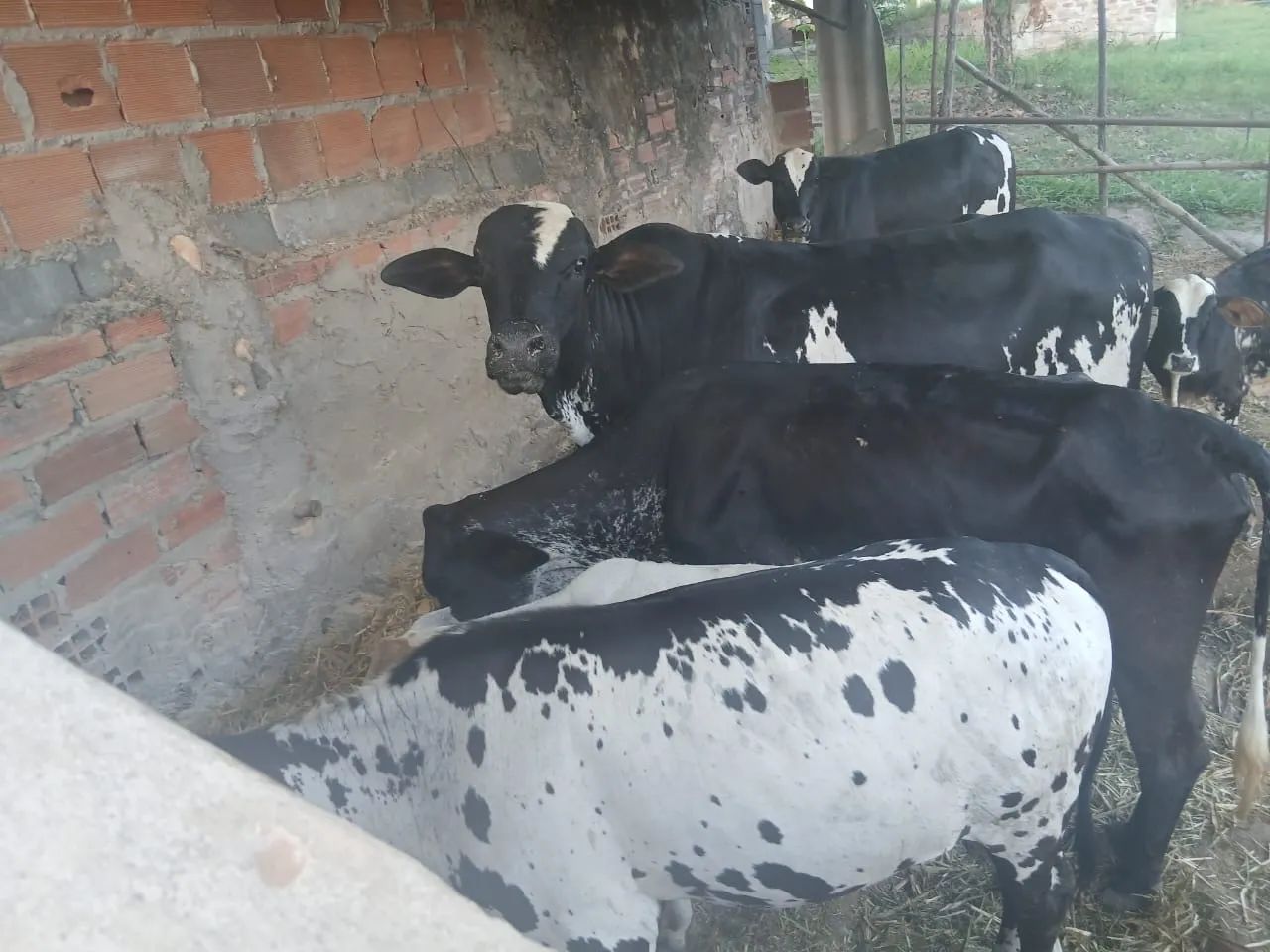 Vaca,boy,bezerro e bezerras 