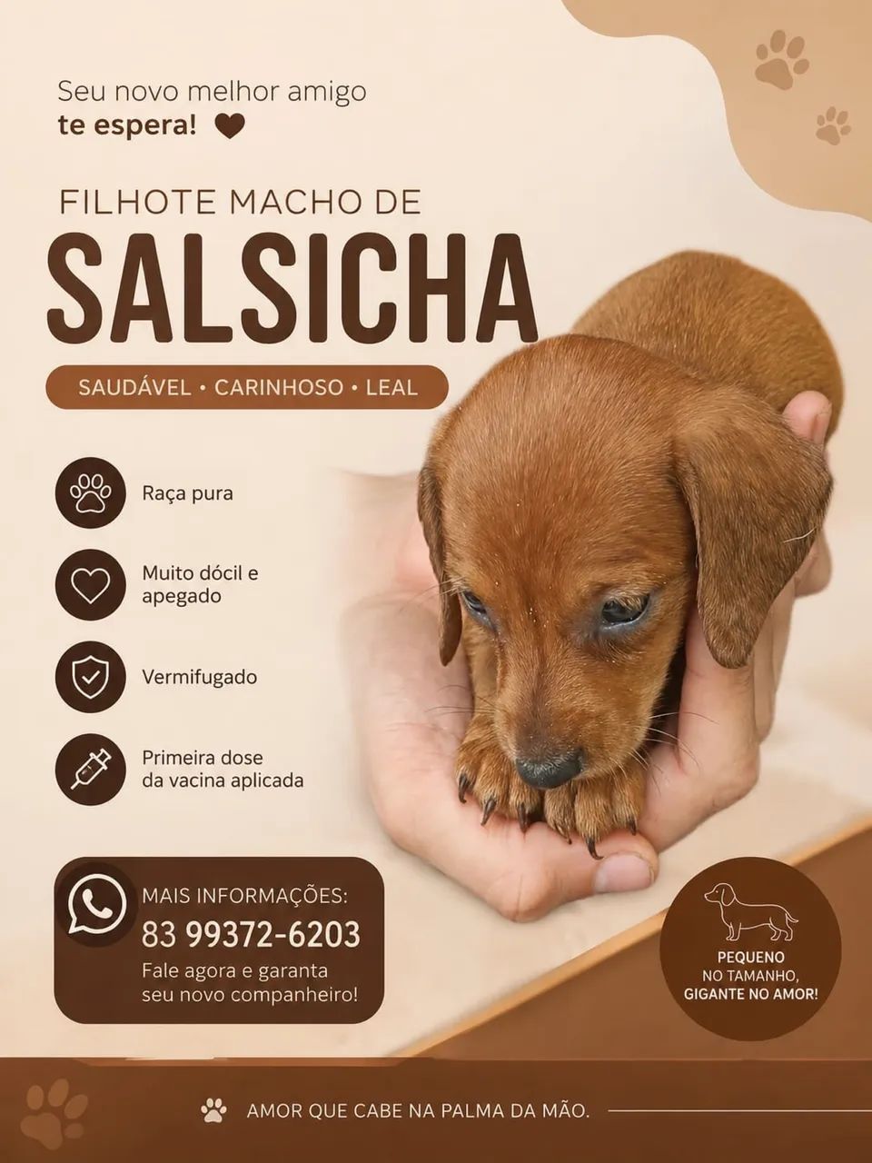 Filhote salsicha  - Foto 2