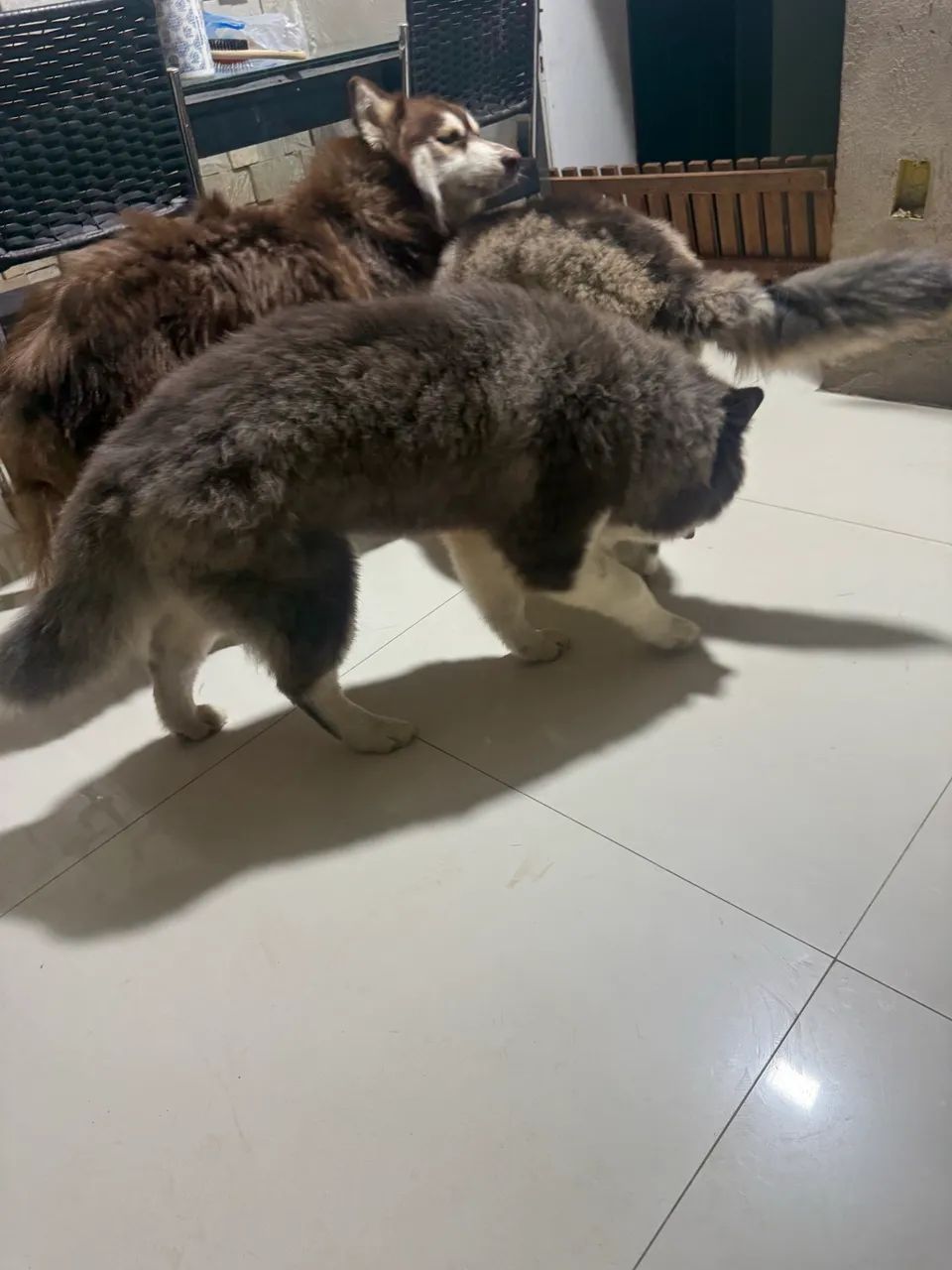 Husck siberiano  - Foto 3