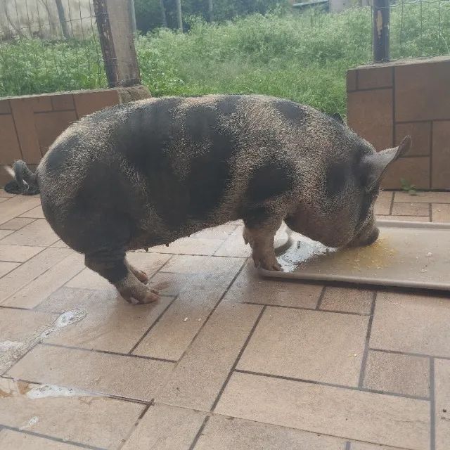 Porca venda - Foto 3