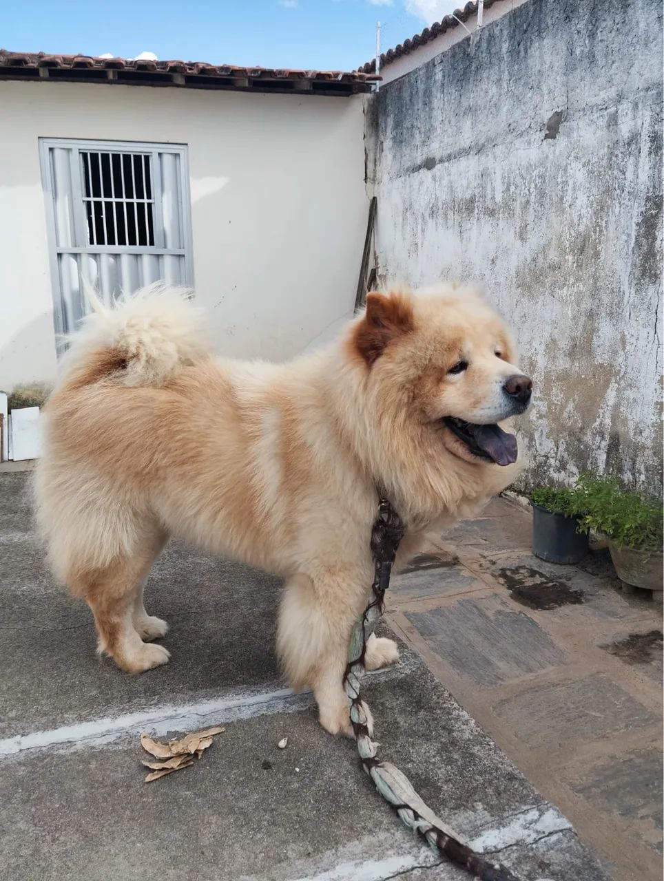 Chow chow 
