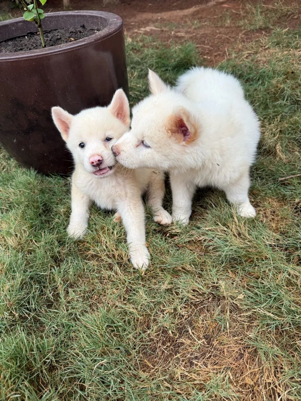 Filhotes Akita Inu  - Foto 4