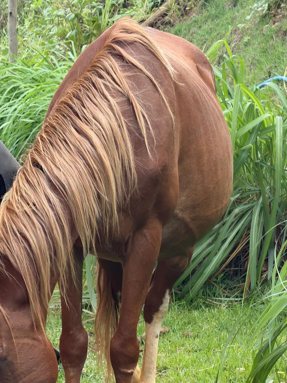 Éguas macha picada dócil 6anos 6conto - Foto 2