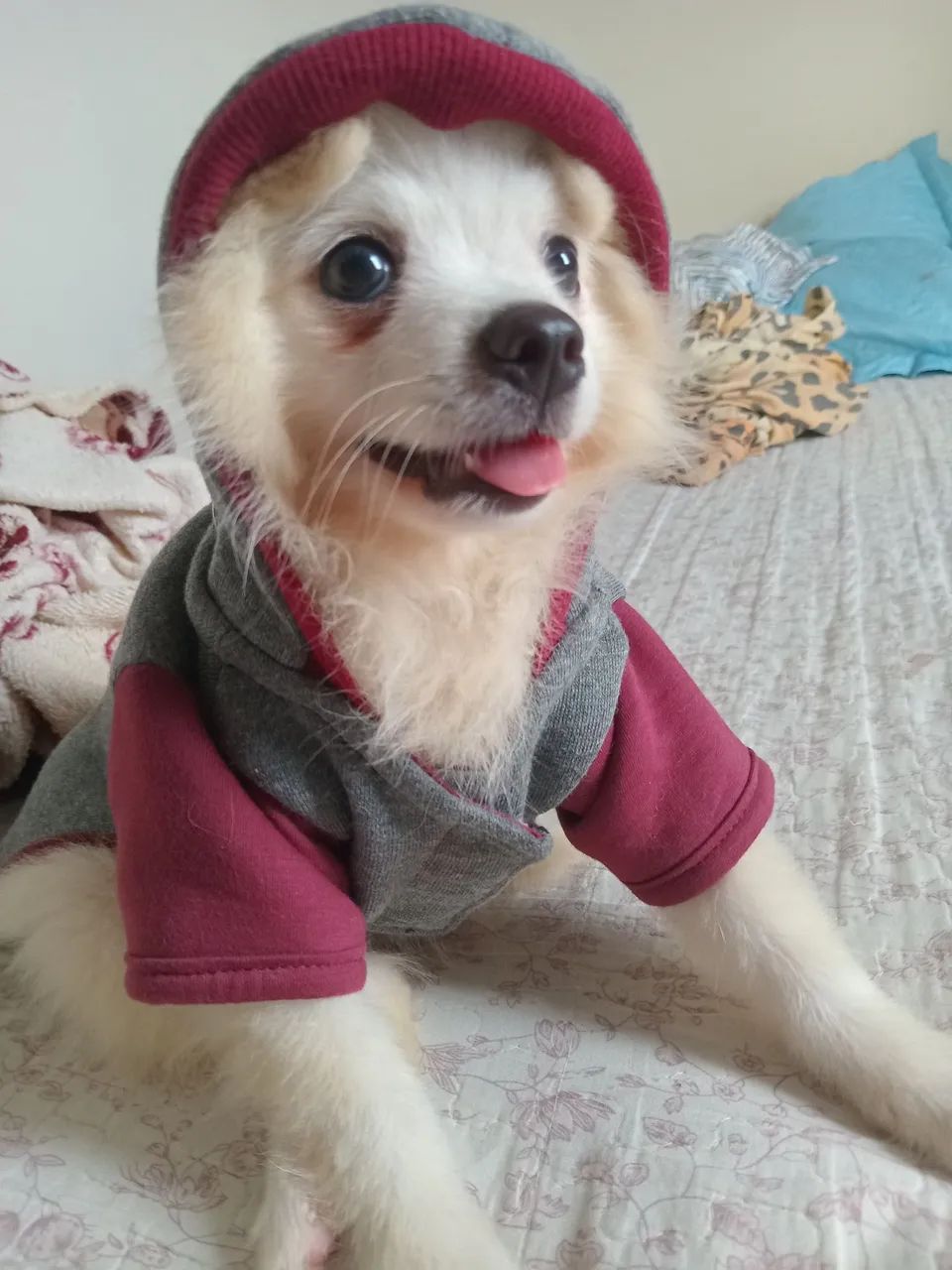 Roupinha de cachorro  - Foto 5
