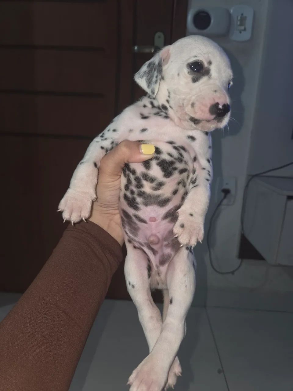 Dálmata macho, 2 meses.