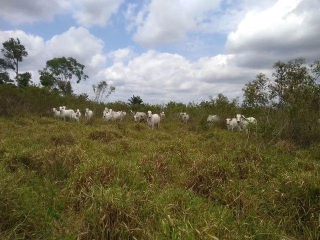 FAZENDA RONDON DO PARA - Foto 3